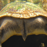 scuffedturtlebutt