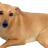Brunogold10