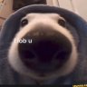 niqqaquan