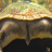 scuffedturtlebutt
