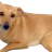 Brunogold10